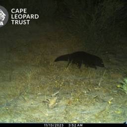 Water mongoose